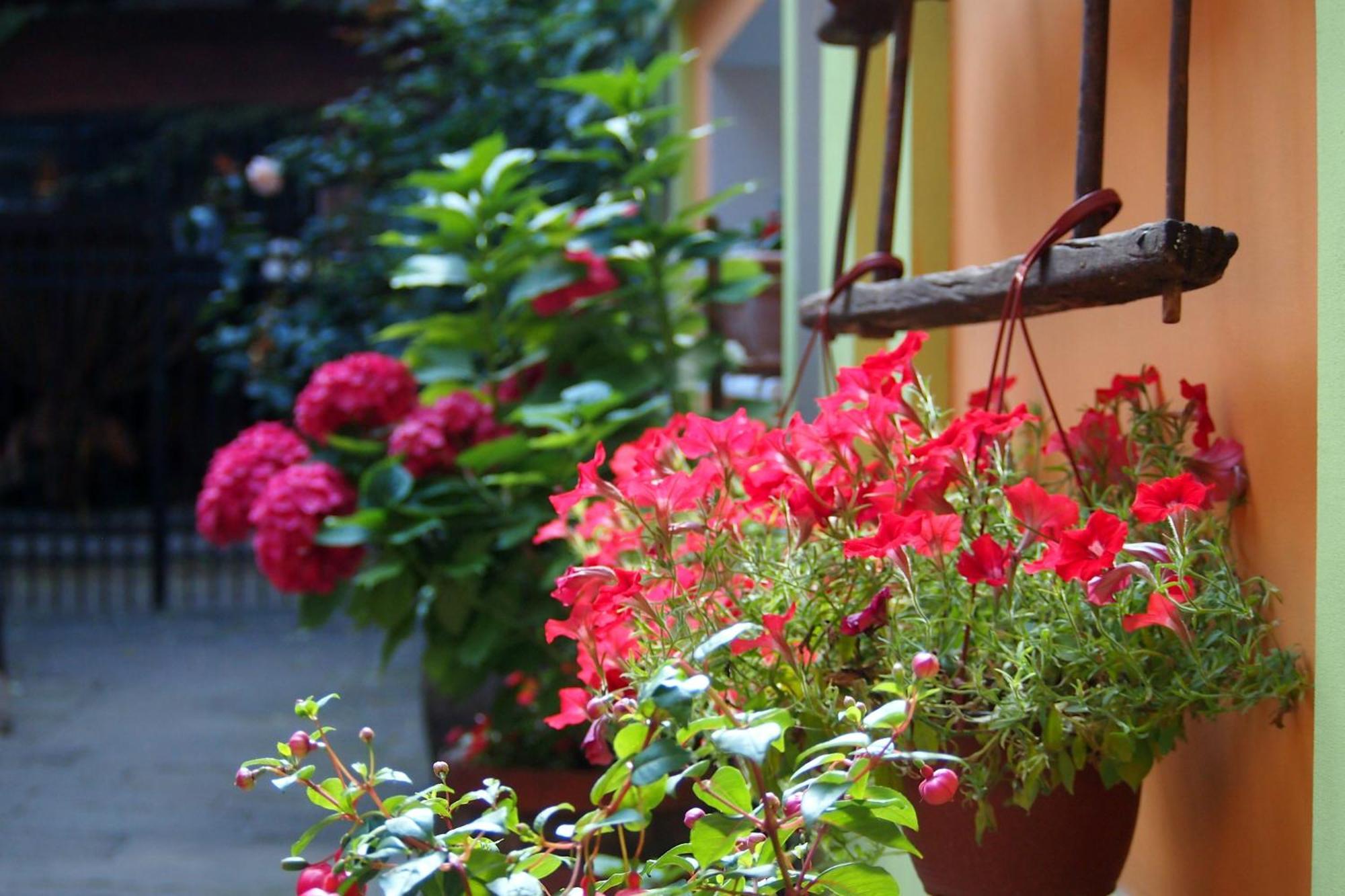 Guest Accommodation Etno Konak Tasana Nis Exterior photo
